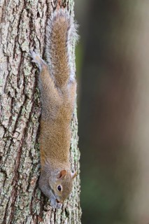 American grey squirrel (Sciurus carolinensis), climbing headfirst down a tree trunk, Pembroke