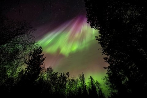 Intense Northern Lights (Aurora borealis) Corona, above trees, Gällivare, Norrbotten, Lapland,