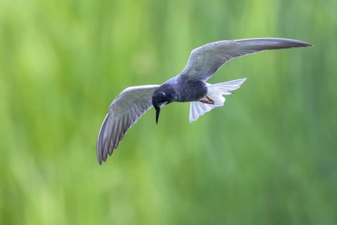 Black Tern (Chlidonias niger) flying, Netherlands