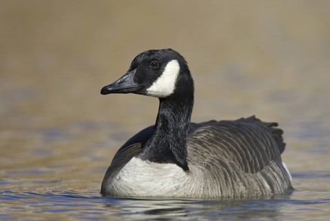 Canada Goose (Branta canadensis), New Mexico, USA