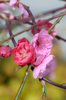 Hanging ornamental peach (Prunus persica 'Melred Weeping'), BayWa, Federal Republic of Germany