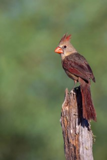 Northern Cardinal Cardinalis cardinalis Amado, Santa Cruz County, ARIZONA, United States 3 June