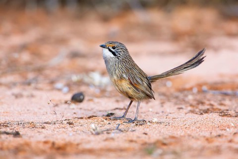 Striated Grasswren (Amytornis striatus striatus) perched on the ground, Victoria, Australia