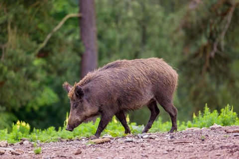 An adult male wild boar or wild pig (Sus scrofa), runs across a clearing