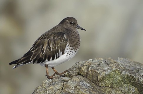 Black Turnstone (Arenaria melanocephala), British Columbia, Canada