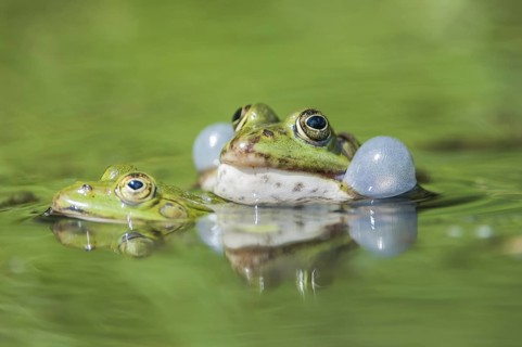 Seefroschmännchen rufend im Laichgewässer