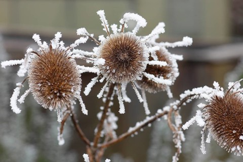 Wild teasel (Dipsacus fullonum), dried inflorescences with hoarfrost, North Rhine-Westphalia,