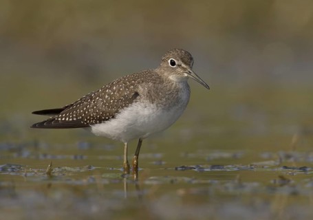 Solitary Sandpiper (Tringa solitaria), Ohio, USA