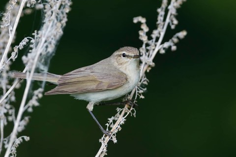 Siberian Chiffchaff - Taigazilpzalp - Phylloscopus tristis, Russia (Ural)