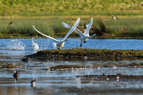 Tundra Swan, Bewick's Swan, Cygnus columbianus in flight at winter in Slimbridge, England, United