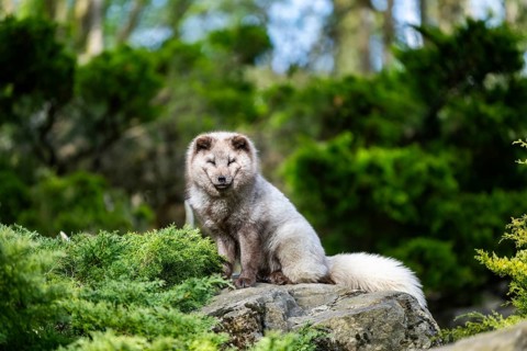 Arctic fox (Vulpes lagopus) sitting on a rock, Bavaria, Germany