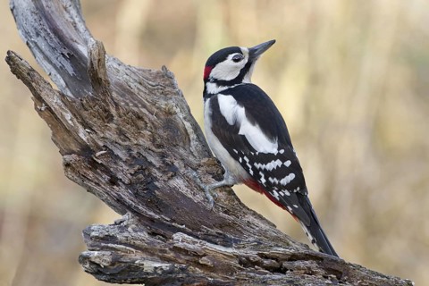 Great Spotted Woodpecker (Dendrocopos major) male, Saxony-Anhalt, Germany