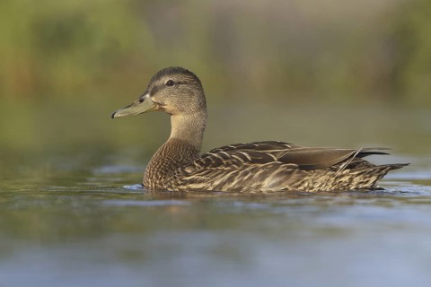 American Black Duck (Anas rubripes), Newfoundland, Canada