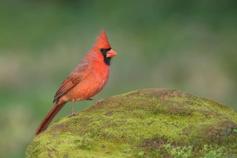 Northern Cardinal (Cardinalis cardinalis) male perched on a mossy rock, Texas, USA