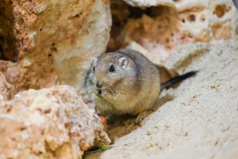 A fat sand rat (Psammomys obesus) sits under a stone, eating something