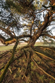 Old Scots pine (Pinus sylvestris), Emsland, Lower Saxony, Germany