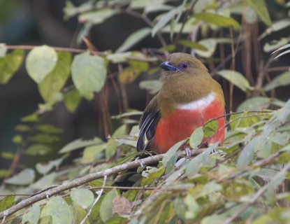 Red-headed Trogon (Harpactes erythrocephalus) female, Petchabun, Thailand