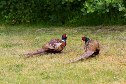 Common pheasant (Phasianus colchicus), Ring-necked pheasants two territorial cocks, males preparing