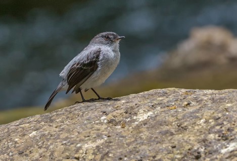 Torrent Tyrannulet (Serpophaga cinerea) along the Savegre River in San Gerrardo De Dota, Costa Rica