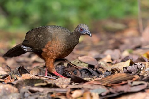 Sickle-winged Guan (Chamaepetes goudotii) feeding on the forest floor in Colombia, South America