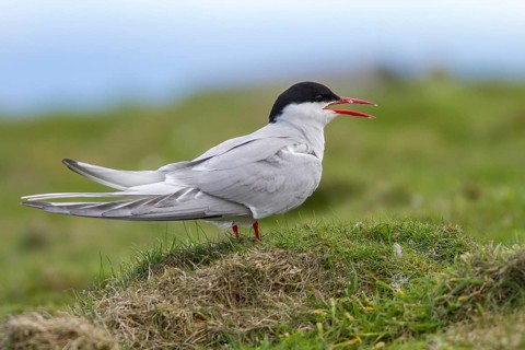 Arctic Tern (Sterna paradisaea), on floor, Isle of May, Scotland, United Kingdom