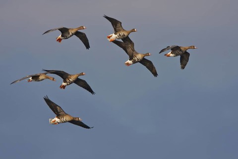 Greater White-fronted Goose (Anser albifrons) flying, North Rhine-Westphalia, Germany