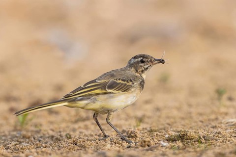 Western Yellow Wagtail (Motacilla flava) juvenile with an insect in its beak, North