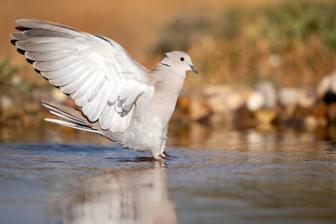 Eurasian Collared Dove (Streptopelia decaocto) at a waterhole, Castile-La Mancha, Spain