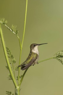 Ruby-throated Hummingbird (Archilochus colubris) juvenile, Ohio, USA