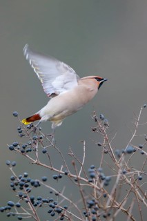 Bohemian Waxwing (Bombycilla garrulus) taking flight, North Rhine-Westphalia, Germany