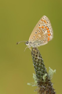 Common blue butterfly (Polyommatus icarus), female on ribwort plantain (Plantago lanceolata),