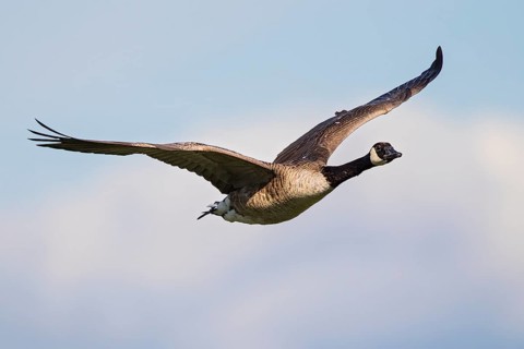 Canada Goose (Branta canadensis) flying, Baden-Wuerttemberg, Germany