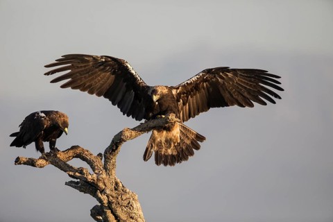 Iberian Eagle (Aquila adalberti), Spanish imperial eagle, Extremadura, Castilla La Mancha, Spain