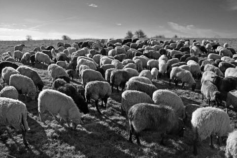 Sheep (Ovis gmelini aries) in the morning light on the pasture, black and white, Bentin,