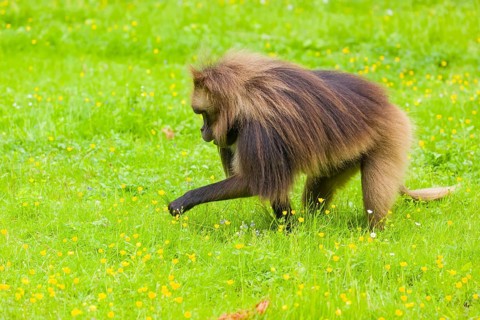 A male Gelada (Theropithecus gelada), or bleeding-heart monkey grazes on a green meadow