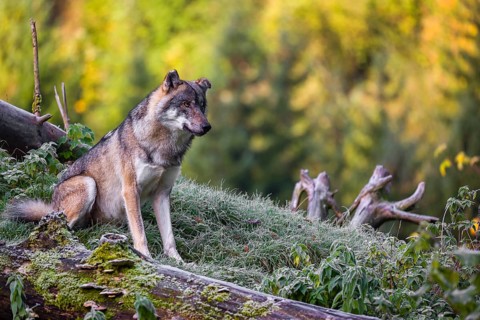 A Eurasian gray wolf (Canis lupus lupus) sits on a frosty morning on top of a hill, next to a