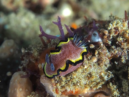 Red-brown Glossodoris (Glossodoris sp)