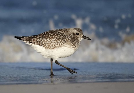 Grey Plover (Pluvialis squatarola), Schleswig-Holstein, Germany