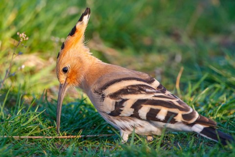 Eurasian Hoopoe (Upupa epops), Hungary