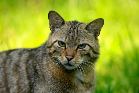 European wildcat (Felis silvestris), adult, alert, portrait, Germany