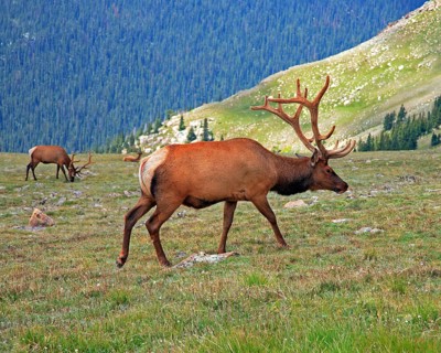 A foraging american elk (Cervus canadensis), Wyoming, Unitd States