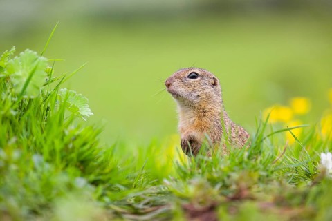 An adult European ground squirrel (Spermophilus citellus) or European souslik sits in green gras