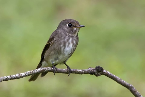 Dark-sided Flycatcher (Muscicapa sibirica), Singapore