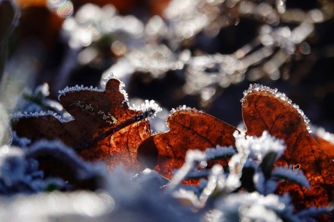 Hoarfrost, Winter, Germany