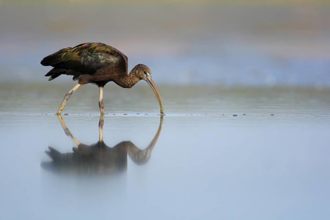 Glossy Ibis (Plegadis falcinellus) foraging, Seville, Spain
