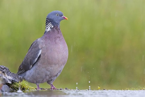 Wood pigeon, animals, birds, pigeon, pigeon family, (Columba palumbus), Pigeon ramier,