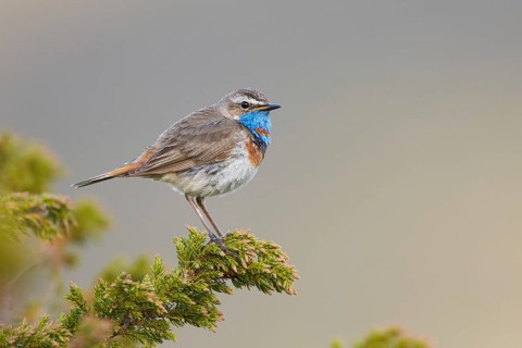 Bluethroat (Luscinia svecica svecica) male, Dovrefjell, Norway