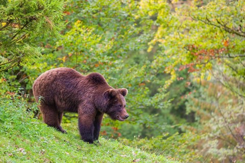 A young male Eurasian brown bear (Ursus arctos arctos) stands on a meadow between bushes