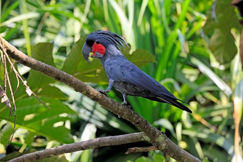 Palm Cockatoo (Probosciger aterrimus), Arabian Cockatoo, adult, on tree, perch, calling, Australia