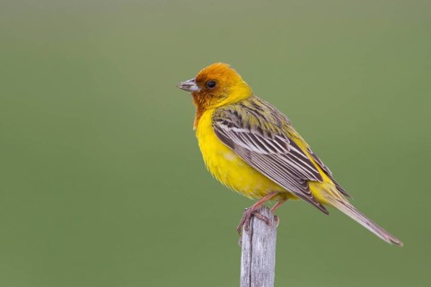 Red-headed Bunting - Braunkopfammer - Emberiza bruniceps, Kazakhstan, adult male